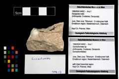 Foto (Objekt + Etikett) von Goniodromites sp.  (NHMW-GEO-1990-0041-4402)